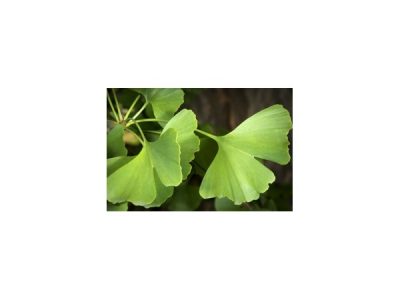ginko-biloba